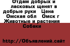 Отдам добрых и ласковых щенят в добрые руки › Цена ­ 1 - Омская обл., Омск г. Животные и растения » Собаки   